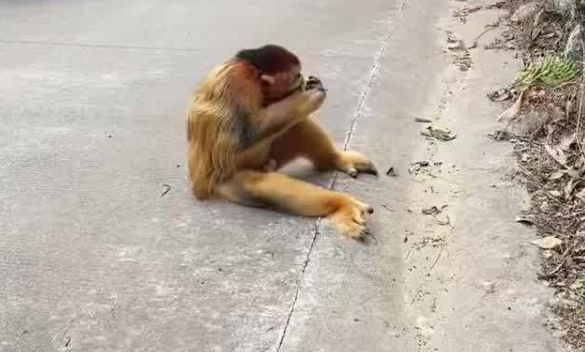 金丝猴坐路边礼貌接过游客苹果，这一品种的猴子为何从不争抢食物？